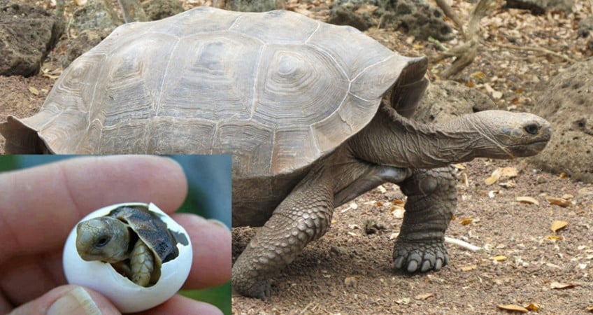Localizan y protegen 313 nidos de tortugas gigantes en Galápagos