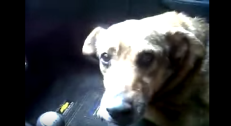 Mira cómo este perro le explica a su dueña dónde estuvo perdido los últimos días