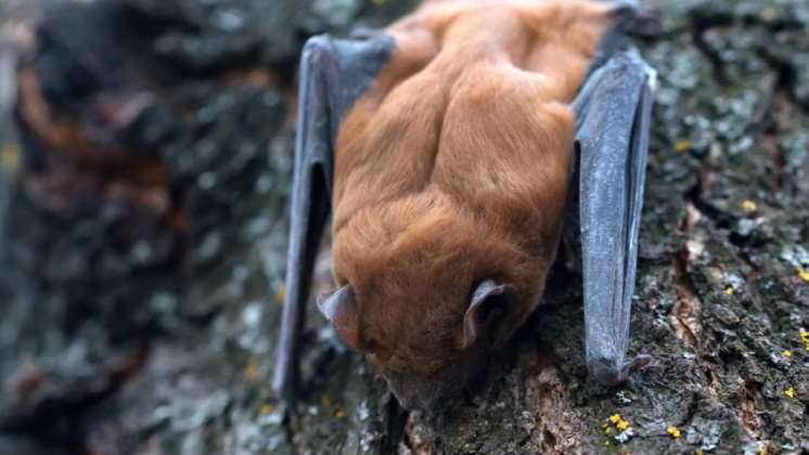 Cientos de murciélagos están muriendo cada mes en el Reino Unido por deficiente manejo de turbinas eólicas