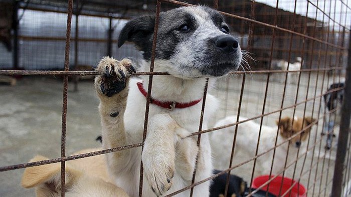 Taiwán prohíbe el consumo de carne de perro y gato