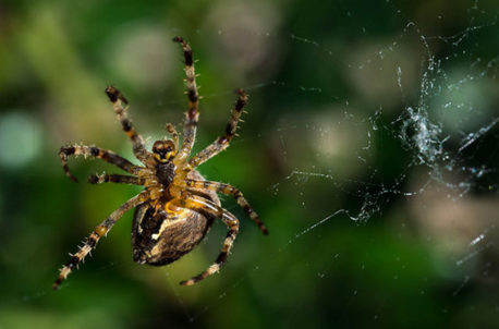 Sólo para valientes: Hombre encuentra araña gigante cazando y arrastrando un ratón por el refrigerador (Fotos+Video)