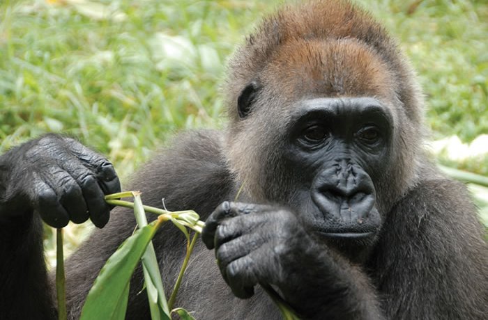 Uno de los gorilas más escasos está amenazado por la construcción de una carretera en Nigeria