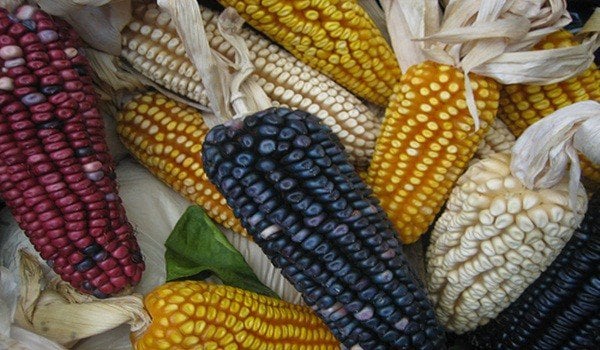 Compra de maíz de México a EU crece y se convierte en su principal mercado