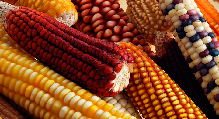 Disputa del maíz transgénico sigue; EU molesto por decreto presidencial