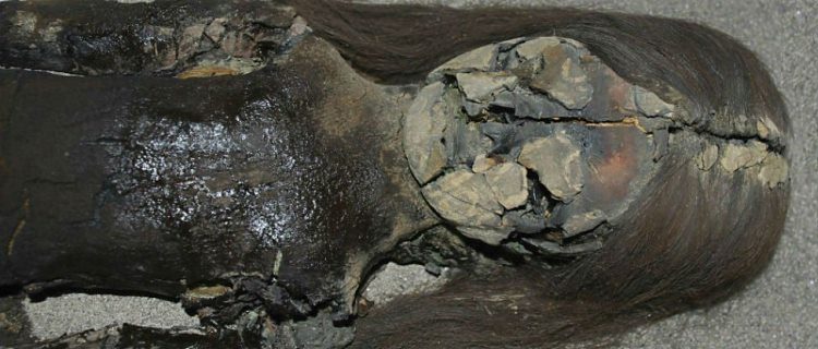 Momias Chinchorro, las más antiguas del mundo, están en proceso de descomposición