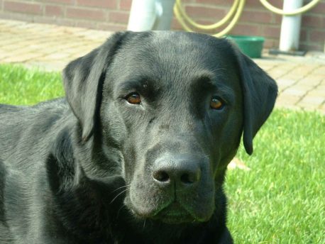 Esta es la raza ideal de perros según tu signo zodiacal
