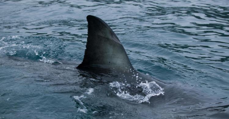 Científicos buscan la explicación al aumento de los nacimientos de tiburones de dos cabezas