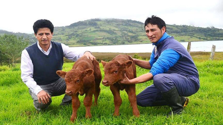 Por primera vez clonan a una ternera en Perú