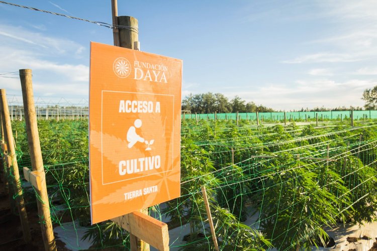 Fundación Daya obtuvo permiso por tercera vez para siembra de cannabis con fines medicinales