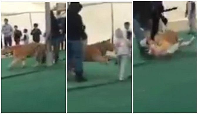 (+18 Video) Tigre ataca a niñita en mercado y ella no alcanzó a escapar