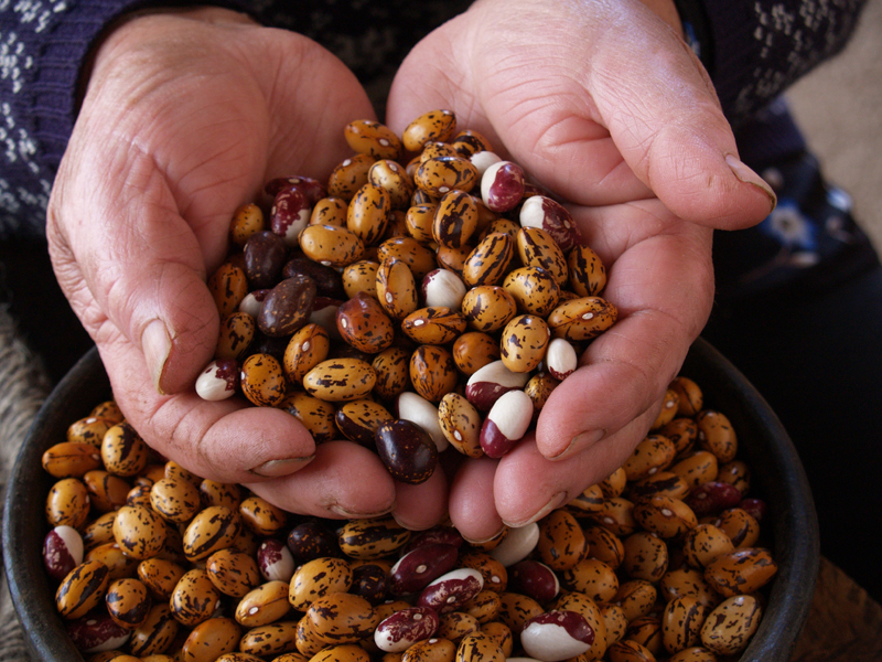 Con innovación buscan aumentar consumo de legumbres en Chile