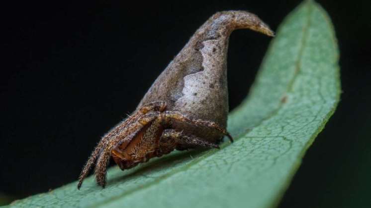Una especie de araña recién descubierta lleva su nombre en honor a la saga Harry Potter