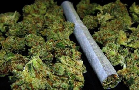 Parte Expoweed en Parque O’Higgins con más de 120 stand