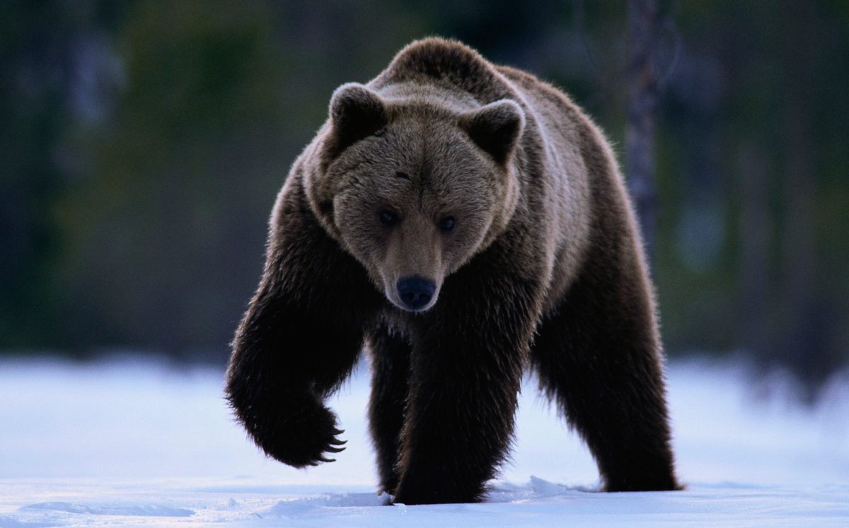¿Quién es el «animal»?: Atropellan con camión a oso para atraparlo en Rusia