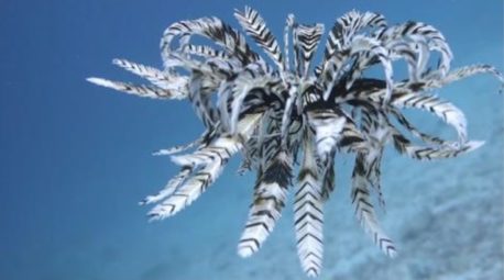 Mira el espectacular animal marino del que todo el mundo habla y que tienes que ver en movimiento