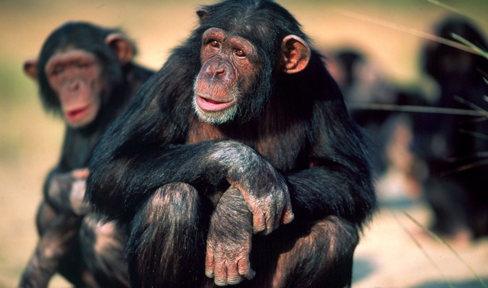 Los chimpancés reconocen traseros de la misma forma en que los humanos reconocemos caras