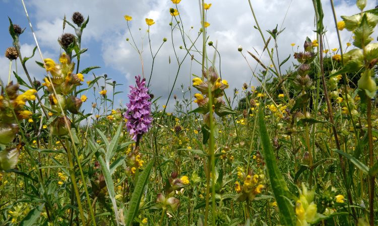 Agricultores en Inglaterra están diseñando sus cultivos para dar espacio a las flores y la vida silvestre