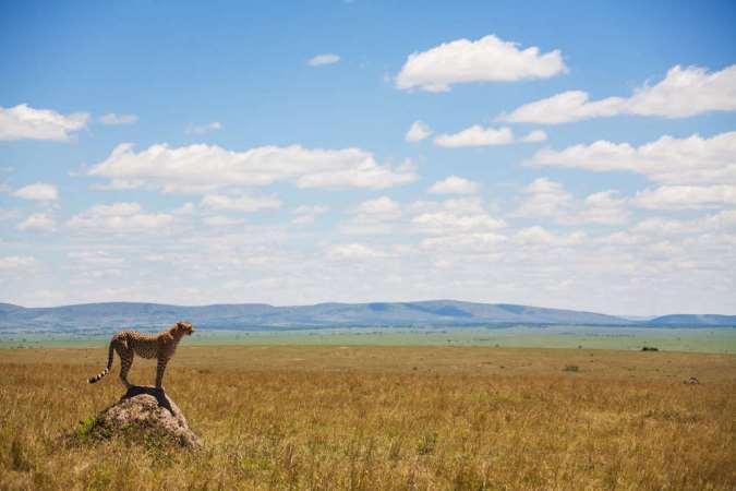 El guepardo se precipita de estar vulnerable al peligro de extinción