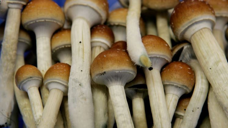 Sustancia de los hongos mágicos prueba su eficacia en tratamientos contra depresión, ansiedad y angustia