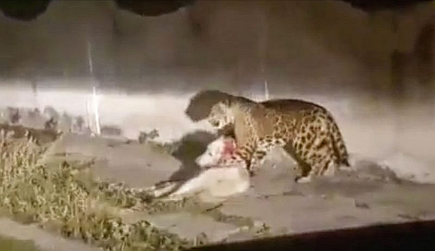 Policía balea a jaguar que estaba atacando a un perro