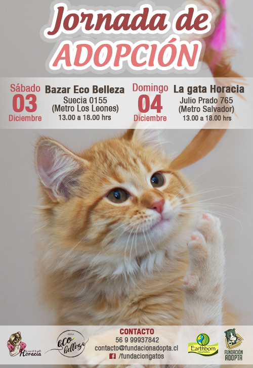 «¿Puedo compartir tu vida?»: Organizan jornada de adopción de gatos de todas las edades