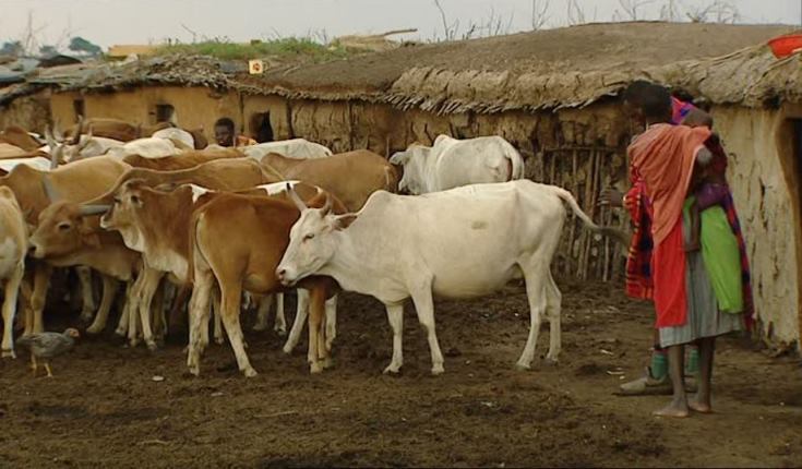 La vacunación del ganado en Kenia incide en que las hijas de criadores completen su educación