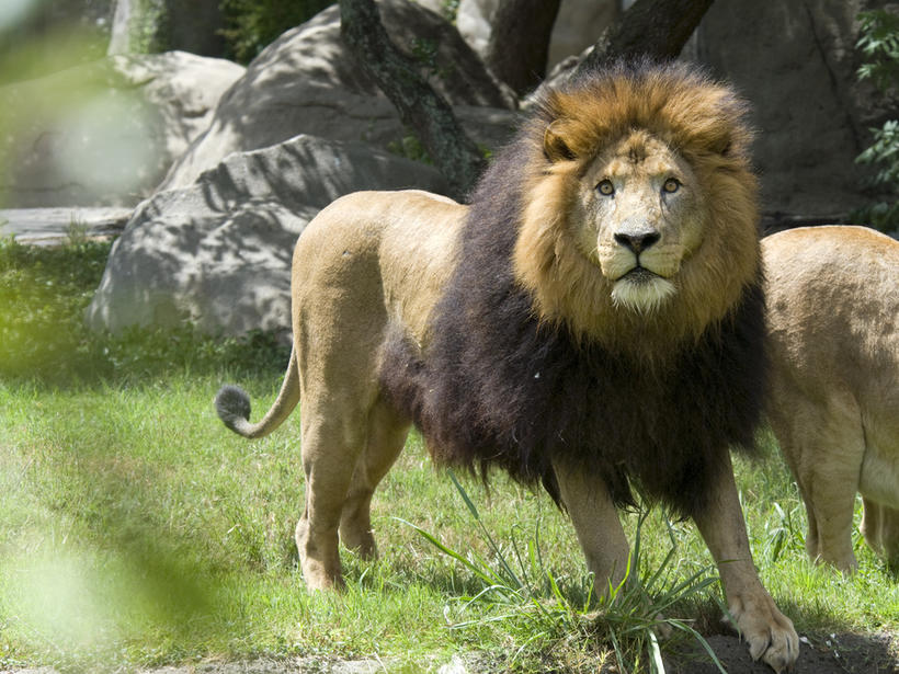 Un león ataca y mata a su domador durante una presentación (VIDEO)