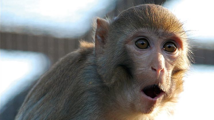 ¿Por qué los monos no hablan como nosotros, si tienen básicamente la misma capacidad vocal?