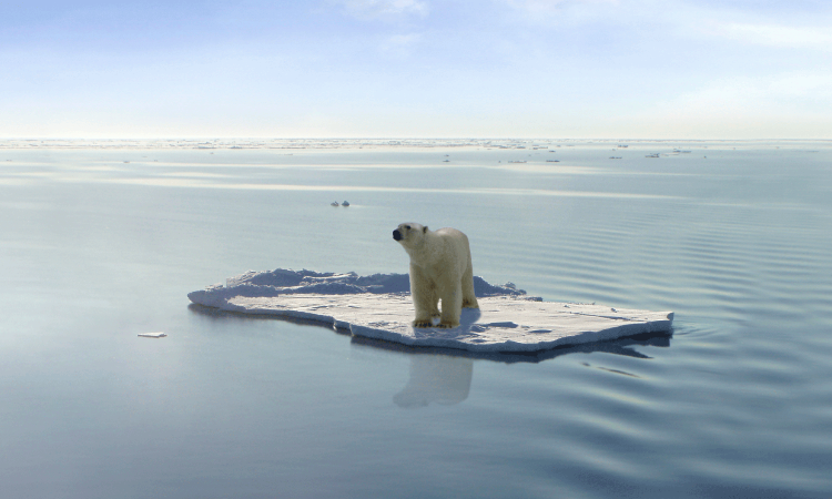 Científicos pronostican que un tercio de los osos polares se extinguirá en 40 años