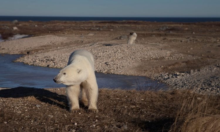 La capital mundial de los osos polares está quedando sin hielo, dejándolos sin poder buscar su alimento