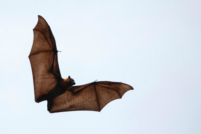 ISP descarta plaga de murciélagos: «avistamientos son propios de la estación»