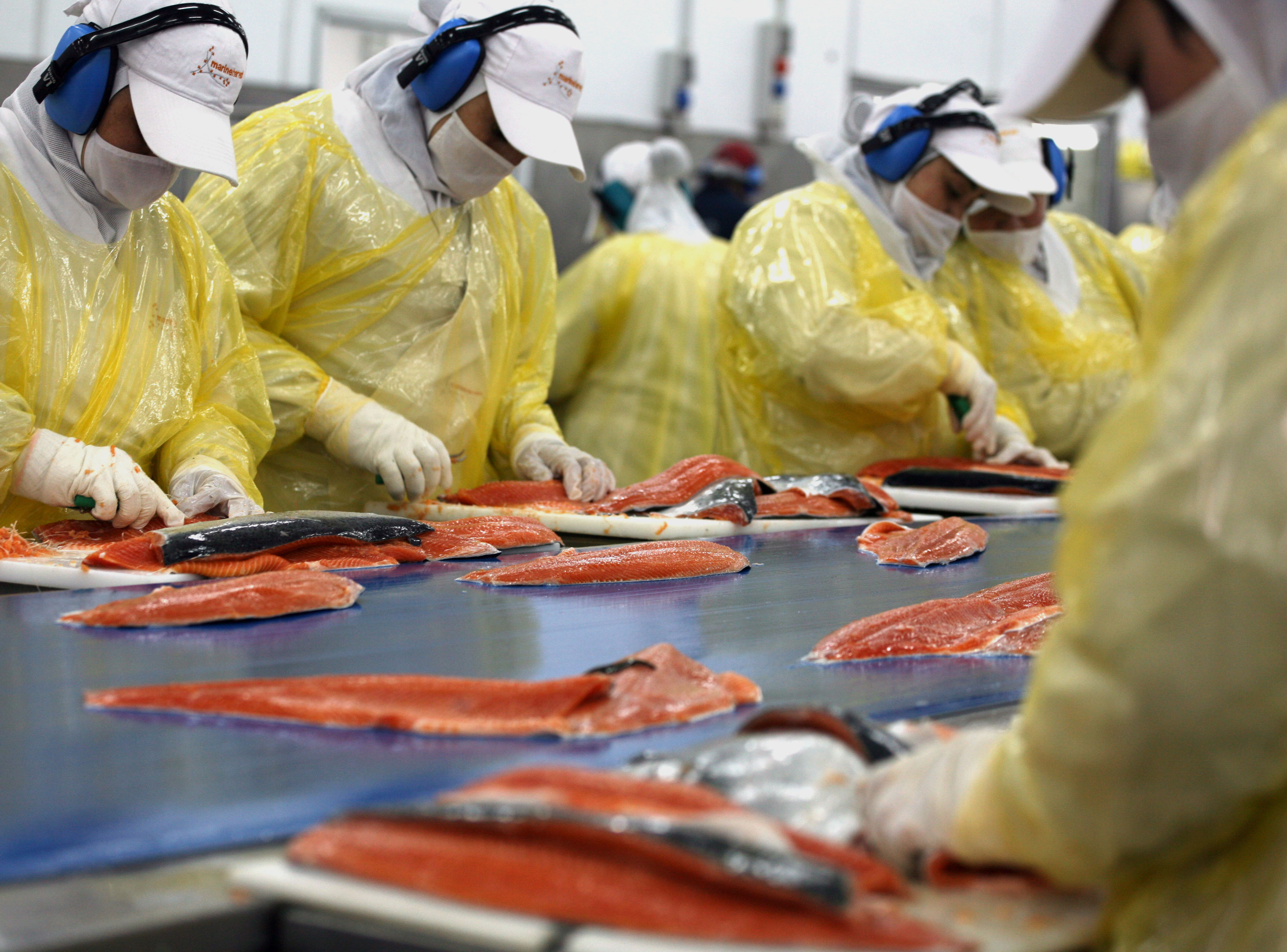Organizaciones sociales llaman a no comprar salmón chileno