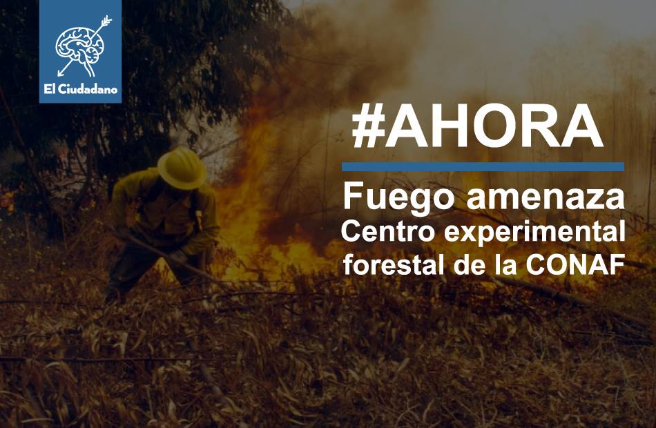 Centro Experimental Forestal de Conaf corre riesgo de ser consumido por el fuego