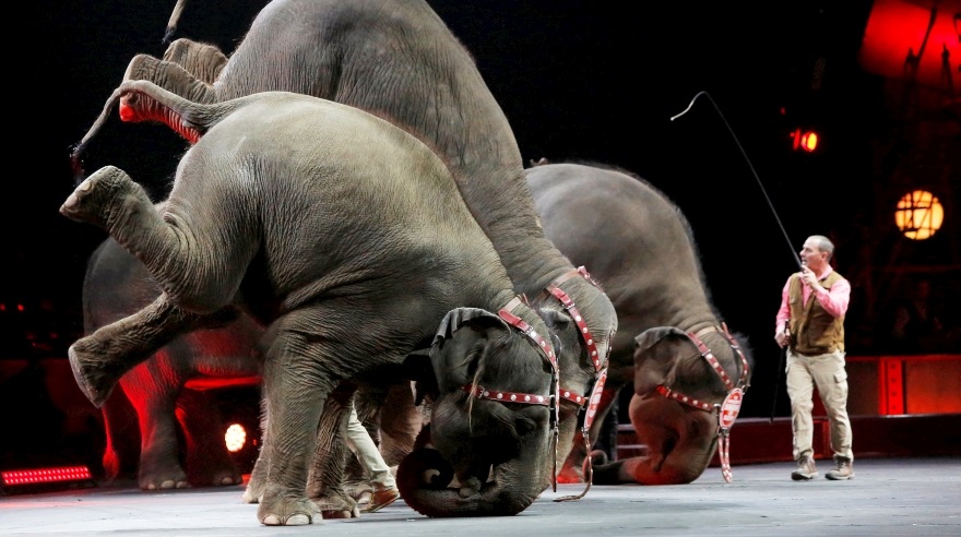 Circo más antiguo del mundo cierra tras rechazo por maltrato animal