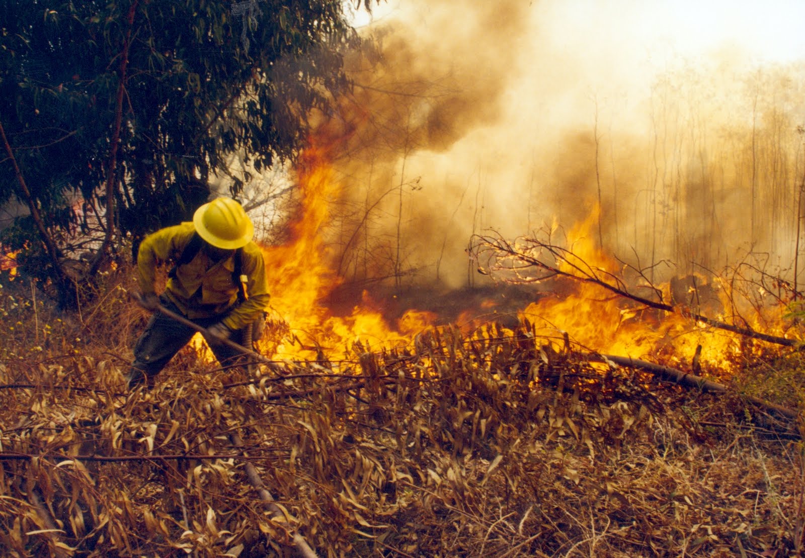 Formalizarán a ejecutivos y técnicos de CGE por incendios forestales de Vichuquén y Curepto