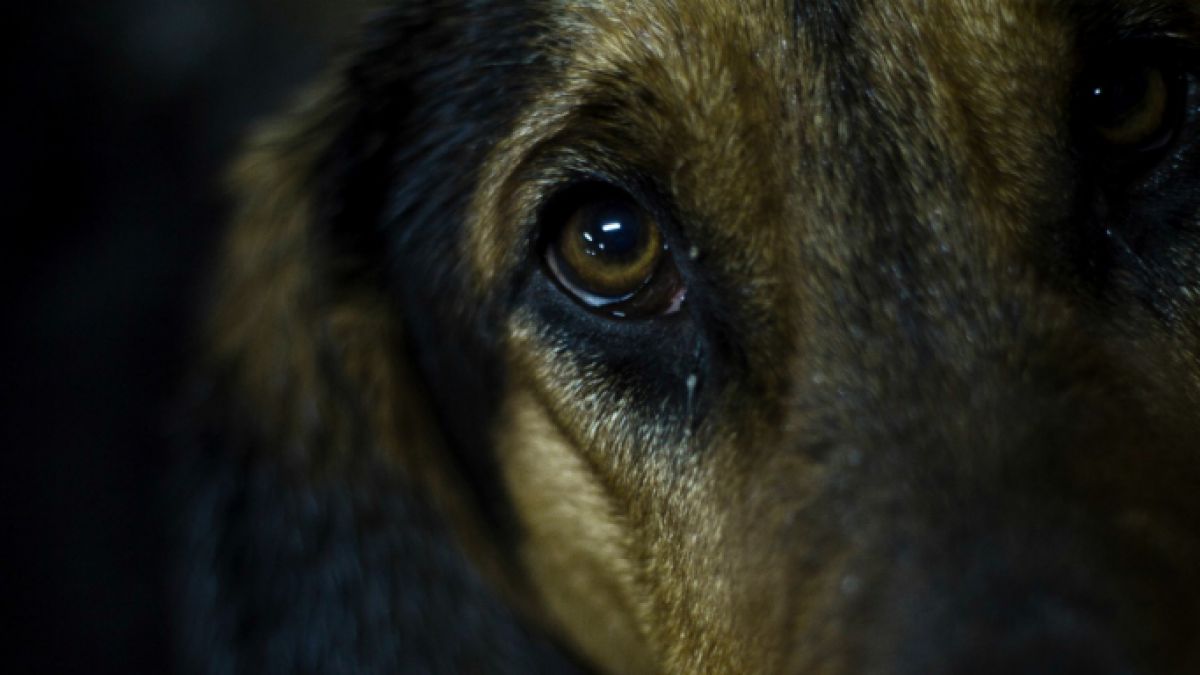 Denuncian nuevos y brutales casos de maltrato animal que terminaron con dos perros asesinados