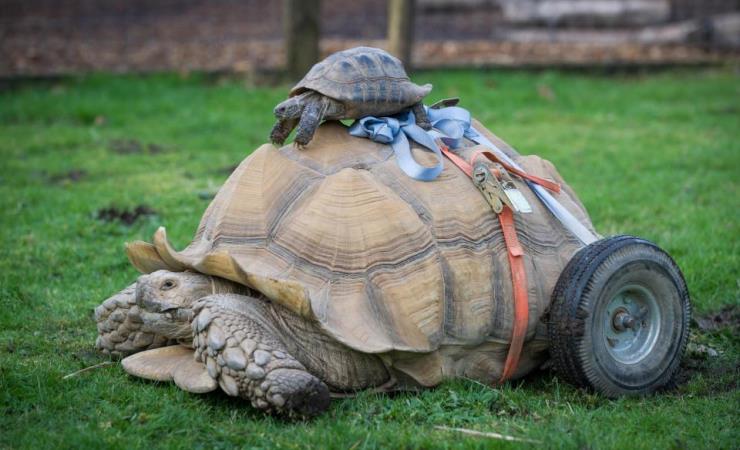 Bert, la enorme tortuga que volvió a andar gracias a su nuevo par de ruedas