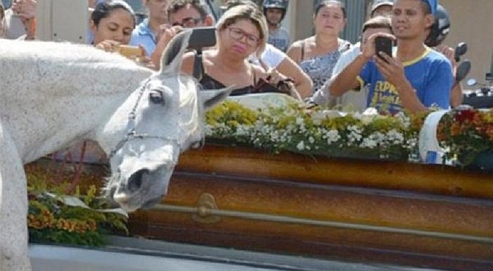 (+Video) Caballito se despide de su jinete muerto y llora desconsoladamente en funeral