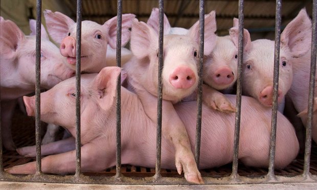 Crean «quimeras» de cerdo y humano en revolucionario estudio biológico