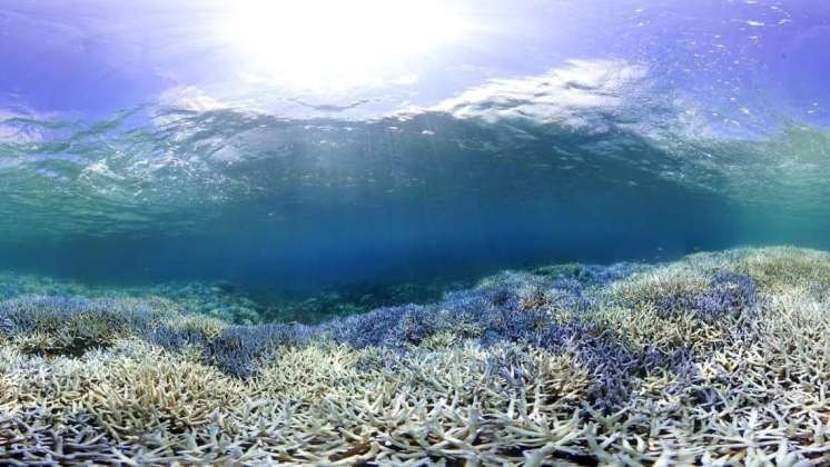 Ya ha muerto más del 70 por ciento del arrecife de coral más grande de Japón