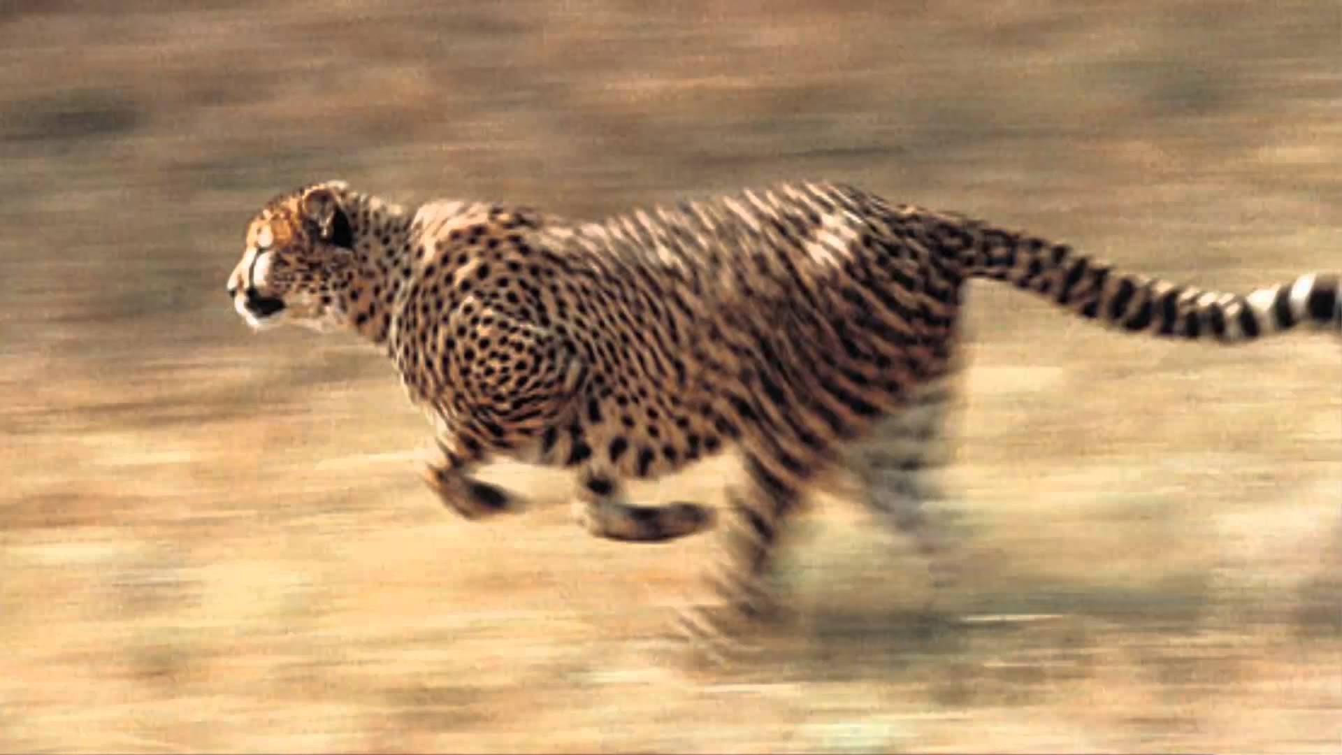¿Está el animal más veloz del mundo al borde de la extinción?