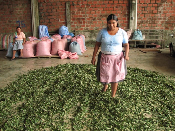 Evo Morales anunció que Bolivia exportará coca a Venezuela