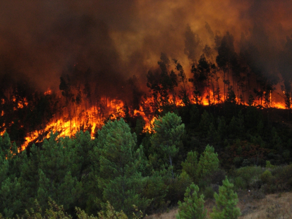Destacan aprobación de nuevo Servicio Nacional Forestal y su énfasis en la prevención de incendios forestales