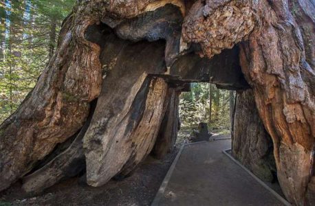 La famosa secuoya gigante de California murió abatida por una tormenta