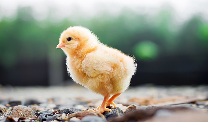 Los pollos podrían ser mucho más inteligentes de lo que pensamos