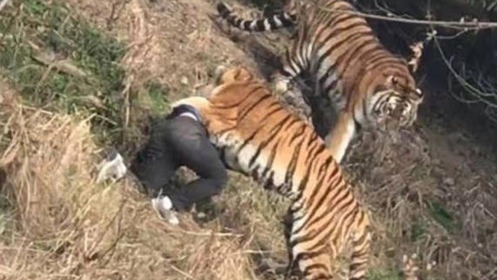 Tigre sacrificado en zoológico de China por atacar a turista
