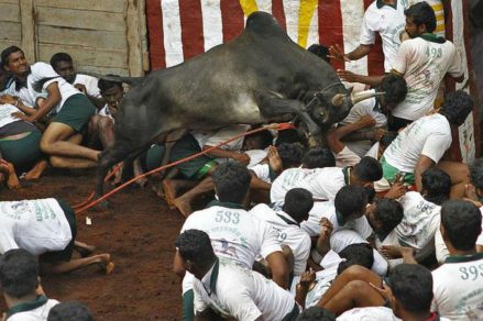 Dos personas mueren corneadas por toros que escapan de rodeo en la India