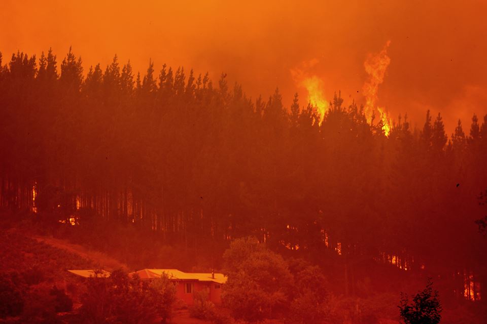Incendios forestales: ¿cómo influyen los monocultivos de pino y eucalipto en la propagación del fuego?