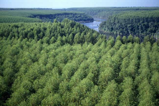 Industria forestal: las millonarias utilidades de Arauco y CMPC en los últimos seis años