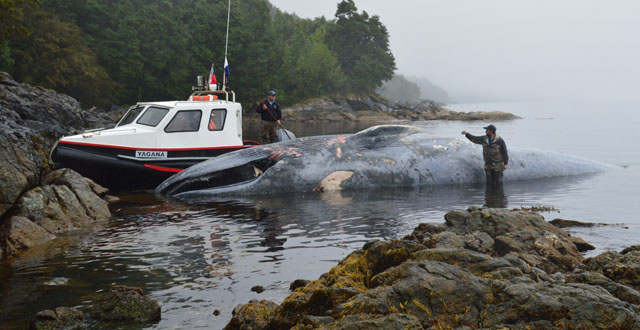 Sernapesca presenta denuncia por muerte de ballena azul en Aysén